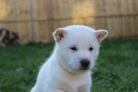 Hokkaido Puppies - Week 6 — Toboetsuki