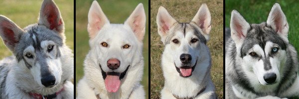 White store inuit dog